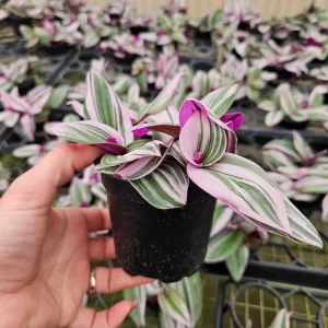 Pink Tradescantia Live Plant - Tricolor Wandering Dude - 4 Inch Pot - Indoor - Image 2