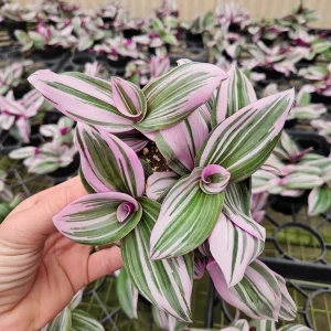 Pink Tradescantia Live Plant - Tricolor Wandering Dude - 4 Inch Pot - Indoor - Image 3