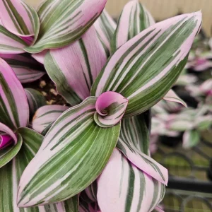 Pink Tradescantia Live Plant - Tricolor Wandering Dude - 4 Inch Pot - Indoor - Image 4