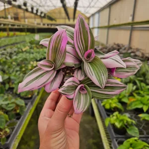 Pink Tradescantia Live Plant - Tricolor Wandering Dude - 4 Inch Pot - Indoor - Image 5