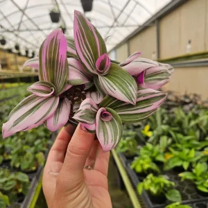 Pink Tradescantia Live Plant - Tricolor Wandering Dude - 4 Inch Pot - Indoor - Image 1