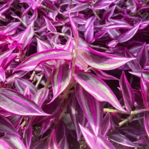 Pink Wandering Jew Live Plant - 3-inch Pot - Colorful Trailing Houseplant - Image 2