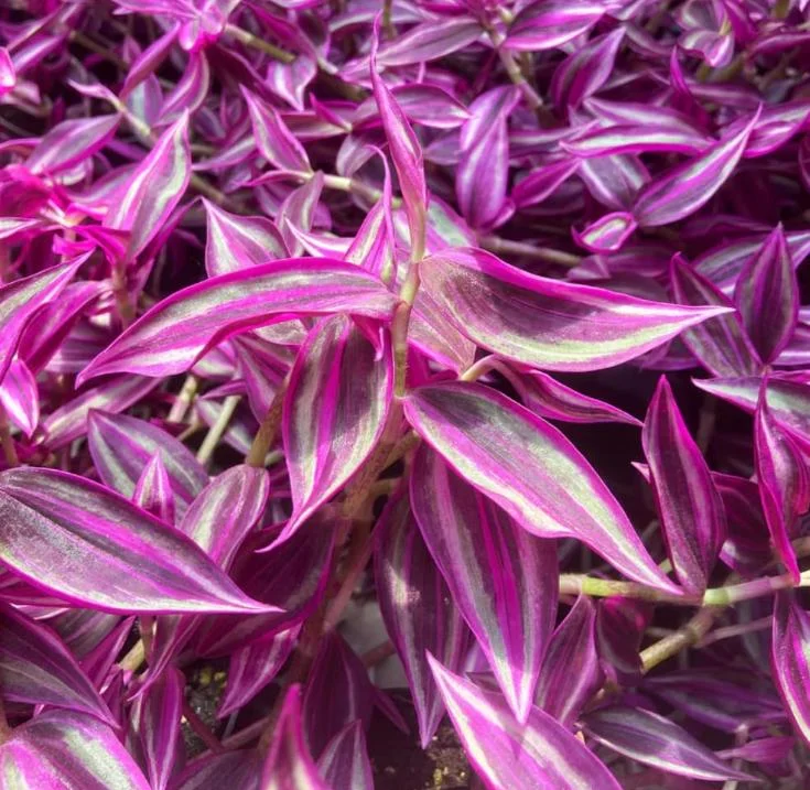 Pink Wandering Jew Live Plant - 3-inch Pot - Colorful Trailing Houseplant - Image 2