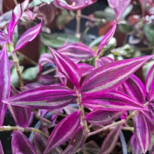 Pink Wandering Jew Live Plant - 3-inch Pot - Colorful Trailing Houseplant - Image 3