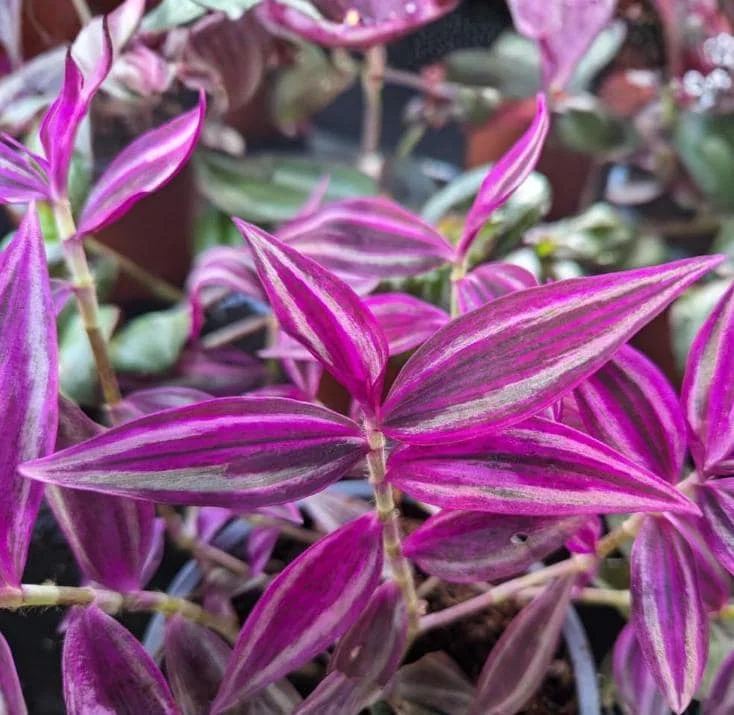 Pink Wandering Jew Live Plant - 3-inch Pot - Colorful Trailing Houseplant - Image 3
