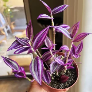 Pink Wandering Jew Live Plant - 3-inch Pot - Colorful Trailing Houseplant - Image 4
