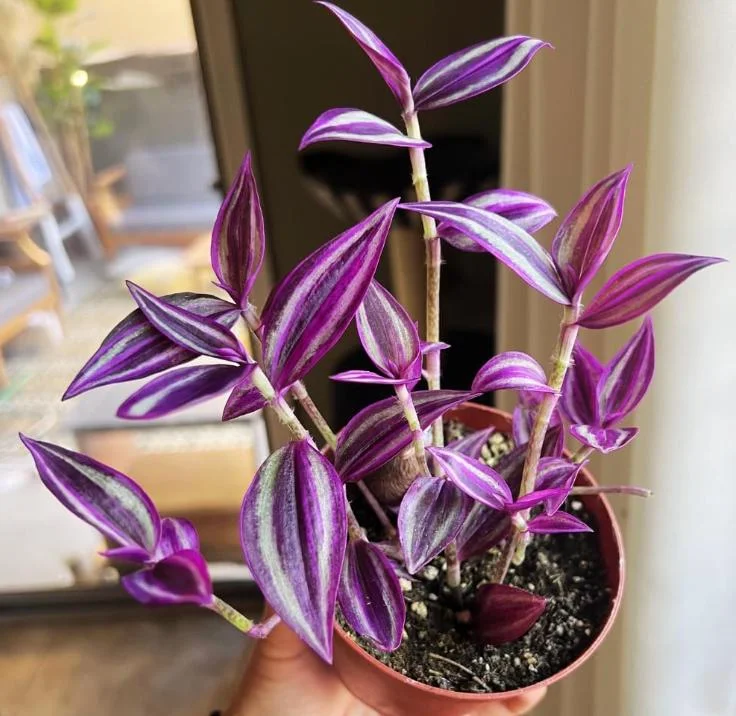 Pink Wandering Jew Live Plant - 3-inch Pot - Colorful Trailing Houseplant - Image 4