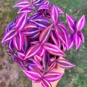 Pink Wandering Jew Live Plant - 3-inch Pot - Colorful Trailing Houseplant - Image 1