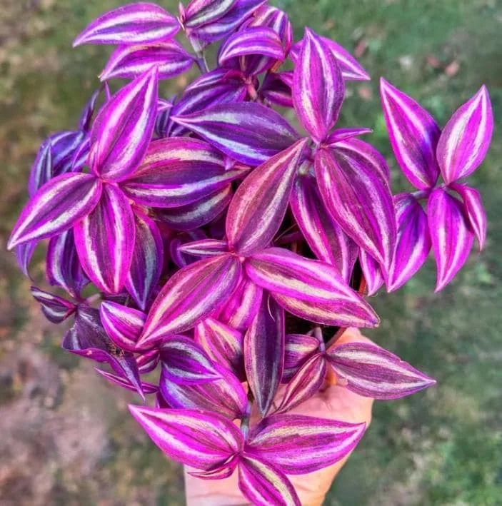 Pink Wandering Jew Live Plant - 3-inch Pot - Colorful Trailing Houseplant - Image 1