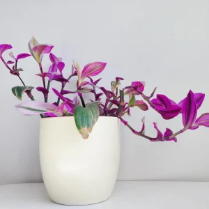 Pink Wandering Jew Live Plant - Tradescantia Nanouk, 4-7 inches Tall, 4 inch Pot - Image 2