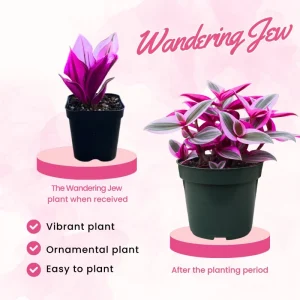 Pink Wandering Jew Live Plant - Tradescantia Nanouk, 2 Inch Pot, 3-5 Inch Tall Indoor - Image 2