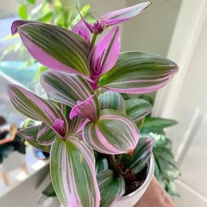 Pink Wandering Jew Live Plant - Tradescantia Nanouk - 4-7 inches Tall - 4 inch Pot - Indoor Houseplant - Image 3