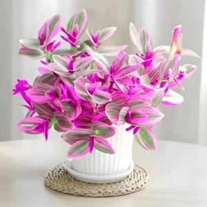 Pink Wandering Jew Live Plant - Tradescantia Nanouk, 2 Inch Pot, 3-5 Inch Tall Indoor - Image 3