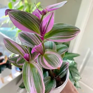 Pink Wandering Jew Live Plant - Tradescantia Nanouk, 4-7 inches Tall, 4 inch Pot - Image 3