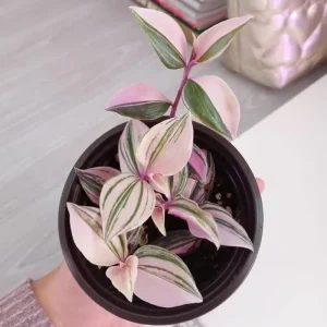 Pink Wandering Jew Live Plant - Tradescantia Nanouk - 4-7 inches Tall - 4 inch Pot - Indoor Houseplant - Image 4