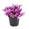 Pink Wandering Jew Live Plant - Tradescantia Nanouk, 2 Inch Pot, 3-5 Inch Tall Indoor - Image 1