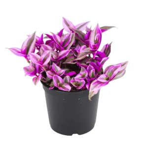 Pink Wandering Jew Live Plant - Tradescantia Nanouk, 2 Inch Pot, 3-5 Inch Tall Indoor - Image 1