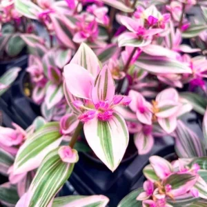 Pink Wandering Jew Live Plant - Tradescantia Nanouk, 2 Inch Pot, 3-5 Inch Tall Indoor - Image 5