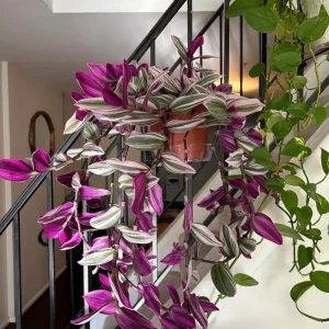 Pink Wandering Jew Live Plant - Tradescantia Nanouk, 4-7 inches Tall, 4 inch Pot - Image 5