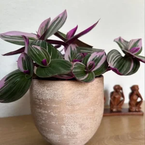 Pink Wandering Jew Live Plant - Tradescantia Nanouk - 4-7 inches Tall - 4 inch Pot - Indoor Houseplant - Image 6