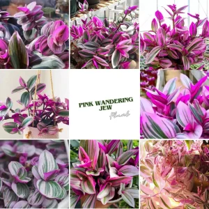 Pink Wandering Jew Live Plant - Tradescantia Nanouk, 2 Inch Pot, 3-5 Inch Tall Indoor - Image 6