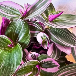 Pink Wandering Jew Live Plant - Tradescantia Nanouk - 4-7 inches Tall - 4 inch Pot - Indoor Houseplant - Image 7
