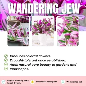 Pink Wandering Jew Live Plant - Tradescantia Nanouk, 2 Inch Pot, 3-5 Inch Tall Indoor - Image 7