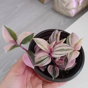 Pink Wandering Jew Live Plant - Tradescantia Nanouk - 4-7 inches Tall - 4 inch Pot - Indoor Houseplant - Image 8