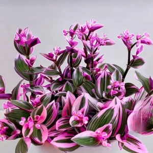 Pink Wandering Jew Live Plant - Tradescantia Nanouk, 2 Inch Pot, 3-5 Inch Tall Indoor - Image 8