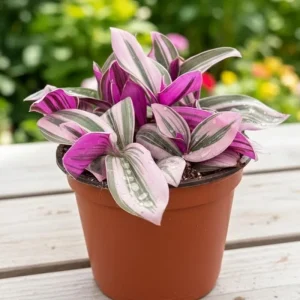 Pink Wandering Jew Live Plant - Tradescantia Nanouk, 4-7 inches Tall, 4 inch Pot - Image 1