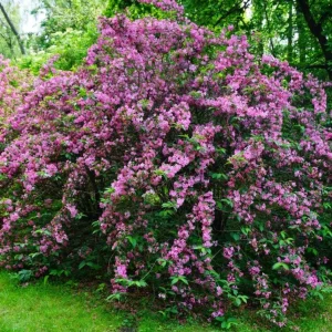 Pink Weigela Live Plant – 6-12 Inch Tall Shrub in Quart Pot – Outdoor - Image 2