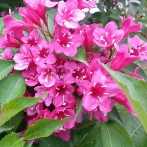 Pink Weigela Live Plant – 6-12 Inch Tall Shrub in Quart Pot – Outdoor - Image 3