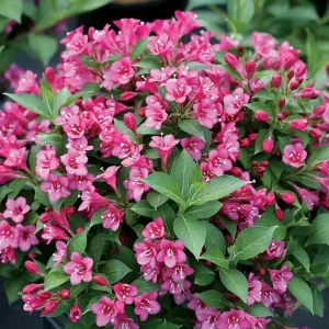 Pink Weigela Live Plant – 6-12 Inch Tall Shrub in Quart Pot – Outdoor - Image 4