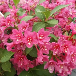 Pink Weigela Live Plant – 6-12 Inch Tall Shrub in Quart Pot – Outdoor - Image 5