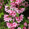 Pink Weigela Live Plant – 6-12 Inch Tall Shrub in Quart Pot – Outdoor - Image 1