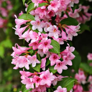 Pink Weigela Live Plant – 6-12 Inch Tall Shrub in Quart Pot – Outdoor - Image 1