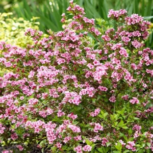 Pink Weigela Live Plant – 6-12 Inch Tall Shrub in Quart Pot – Outdoor - Image 6