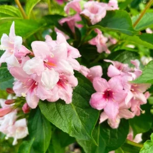 Pink Weigela Live Plant – 6-12 Inch Tall Shrub in Quart Pot – Outdoor - Image 7