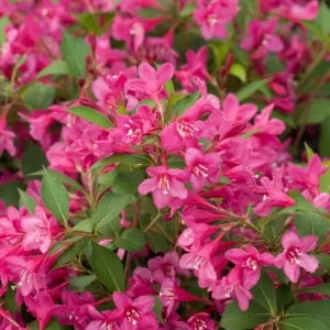 Pink Weigelia Live Plant – 6-12 Inch Tall, 4-inch Pot, Outdoor Shrub - Image 2