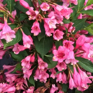 Pink Weigelia Live Plant – 6-12 Inch Tall, 4-inch Pot, Outdoor Shrub - Image 3
