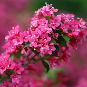 Pink Weigelia Live Plant – 6-12 Inch Tall, 4-inch Pot, Outdoor Shrub - Image 4