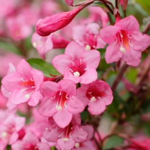 Pink Weigelia Live Plant – 6-12 Inch Tall, 4-inch Pot, Outdoor Shrub - Image 5