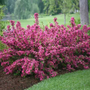 Pink Weigelia Live Plant – 6-12 Inch Tall, 4-inch Pot, Outdoor Shrub - Image 7