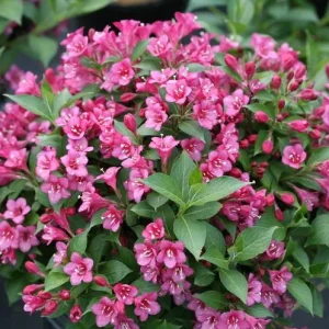 Pink Weigelia Live Plant – 6-12 Inch Tall, 4-inch Pot, Outdoor Shrub - Image 8