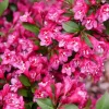 Pink Weigelia Live Plant – 6-12 Inch Tall, 4-inch Pot, Outdoor Shrub - Image 1