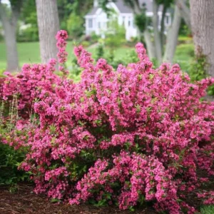 Pink Weigelia Live Plant - Set of 2, 6-12 Inch Tall, 4 Inch Pot, Outdoor Shrub - Image 3