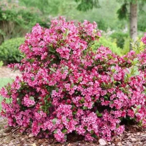 Pink Weigelia Live Plant - Set of 2, 6-12 Inch Tall, 4 Inch Pot, Outdoor Shrub - Image 4