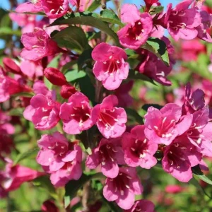 Pink Weigelia Live Plant - Set of 2, 6-12 Inch Tall, 4 Inch Pot, Outdoor Shrub - Image 6