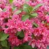 Pink Weigelia Live Plant - Set of 2, 6-12 Inch Tall, 4 Inch Pot, Outdoor Shrub - Image 1