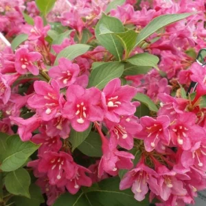 Pink Weigelia Live Plant - Set of 2, 6-12 Inch Tall, 4 Inch Pot, Outdoor Shrub - Image 1